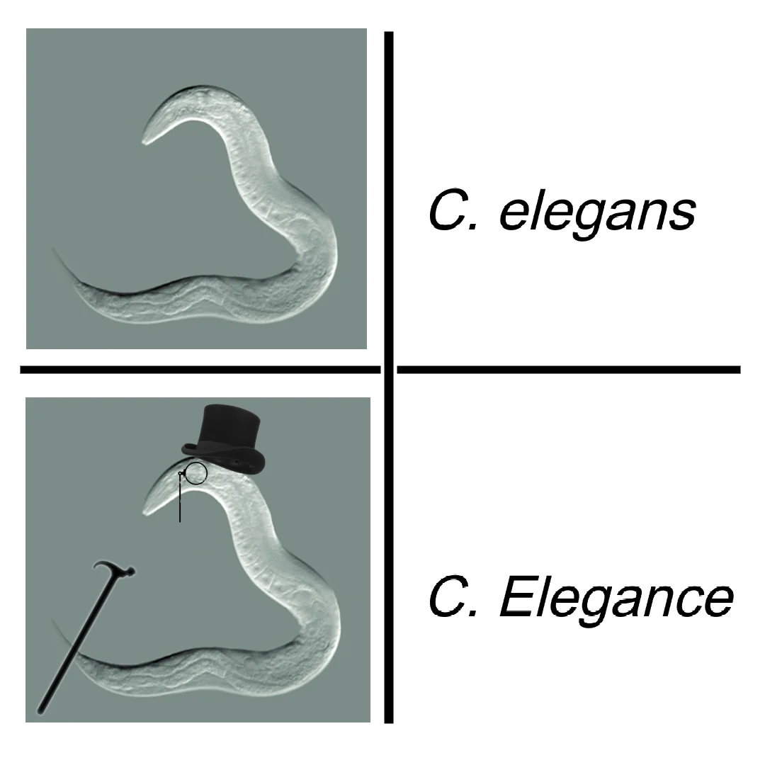Worm meme